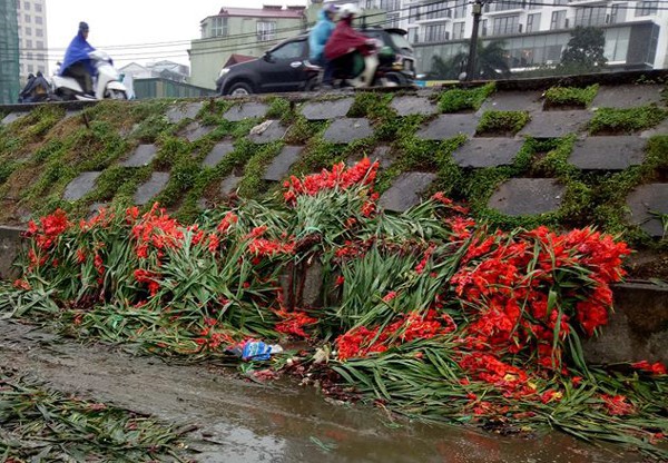 Hà Nội: Hoa tươi rớt giá, chỉ bằng 1/10 so với trước Tết, dân buôn vứt đổ đống tại chợ Quảng An