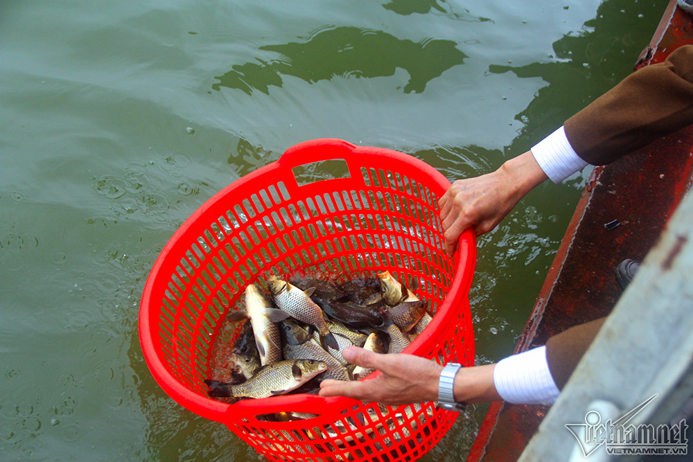 Hà Nội: Cảnh phóng sinh cá lớn nhất trong năm ở sông Hồng
