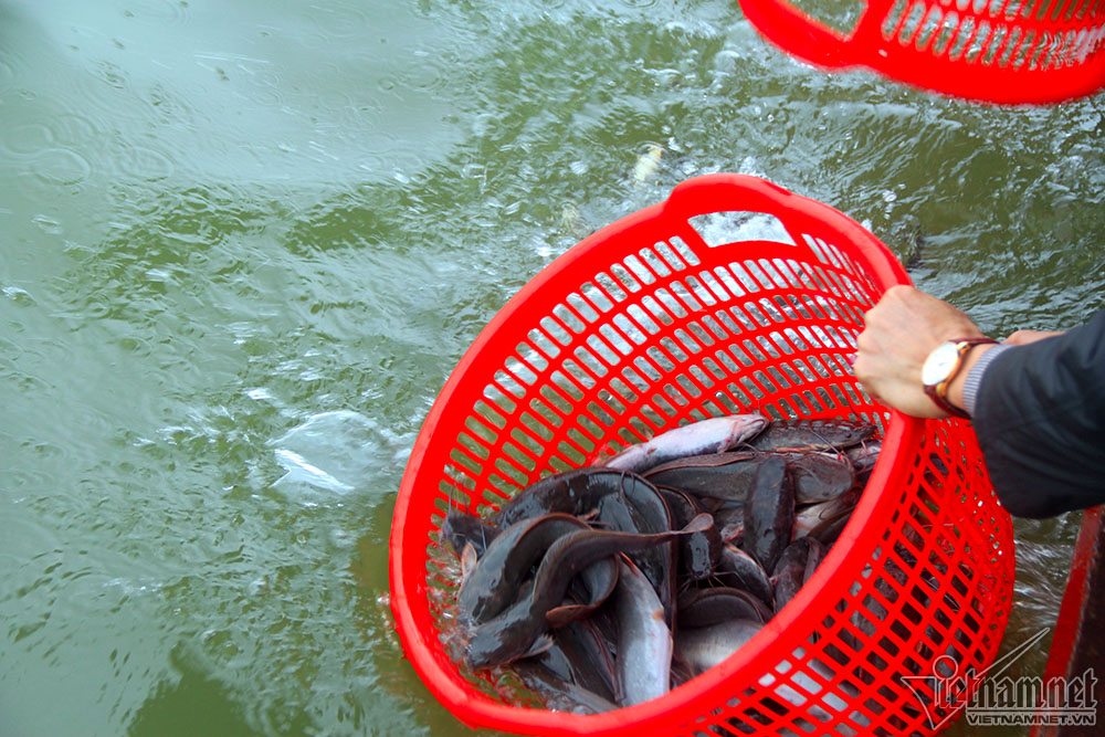 Hà Nội: Cảnh phóng sinh cá lớn nhất trong năm ở sông Hồng