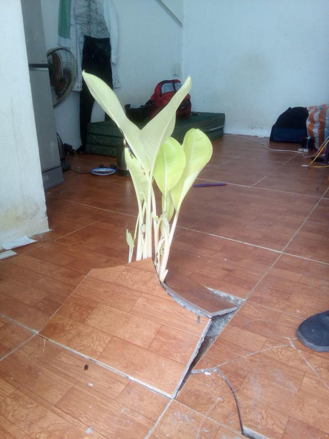Lên phòng trọ sau kỳ nghỉ Tết, chàng trai ngỡ ngàng vì vật thể lạ xuất hiện giữa nhà Lên phòng trọ sau kỳ nghỉ Tết, chàng trai ngỡ ngàng vì vật thể lạ xuất hiện giữa nhà