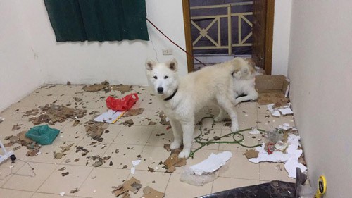 Lên phòng trọ sau kỳ nghỉ Tết, chàng trai ngỡ ngàng vì vật thể lạ xuất hiện giữa nhà