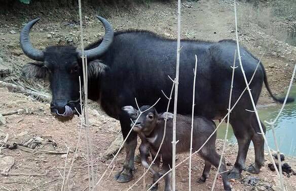 Nghệ An: Quá lạ nghé mọc 5 chân, dân trong vùng đổ dồn đến xem