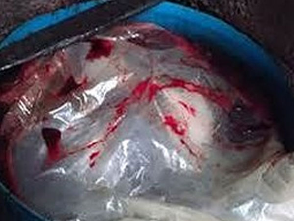 Nữ tiểu thương lăng mạ, đổ tiết lợn vào chủ tịch huyện