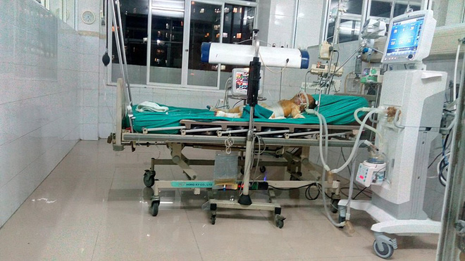 Thái Bình: Chập điện cháy nhà giữa đêm, vợ chồng bỏng nặng, bé gái 4 tuổi nguy kịch