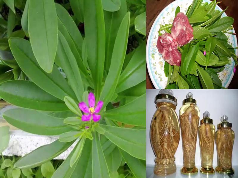 Trồng cây sâm đất: Vừa có rau ngon ăn quanh năm, vừa làm cây thuốc đa năng cho cả nhà