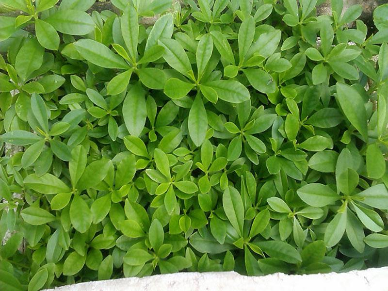 Trồng cây sâm đất: Vừa có rau ngon ăn quanh năm, vừa làm cây thuốc đa năng cho cả nhà Trồng cây sâm đất: Vừa có rau ngon ăn quanh năm, vừa làm cây thuốc đa năng cho cả nhà