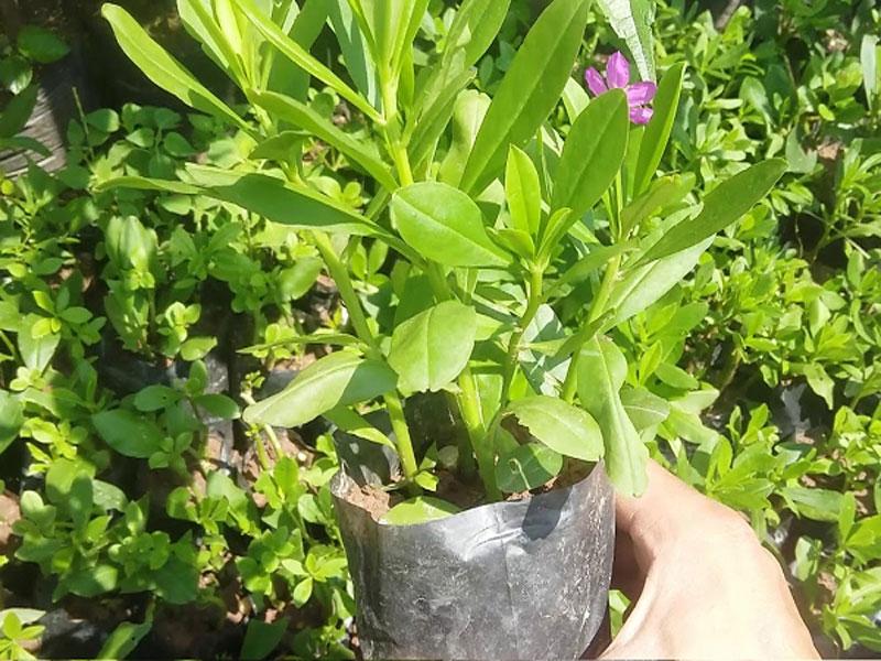 Trồng cây sâm đất: Vừa có rau ngon ăn quanh năm, vừa làm cây thuốc đa năng cho cả nhà Trồng cây sâm đất: Vừa có rau ngon ăn quanh năm, vừa làm cây thuốc đa năng cho cả nhà