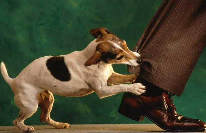 Clip bé trai sủa nghi do chó dại cắn, bác sĩ lên tiếng: Không có chuyện khi phát bệnh dại, bệnh nhân sủa như vật nuôi