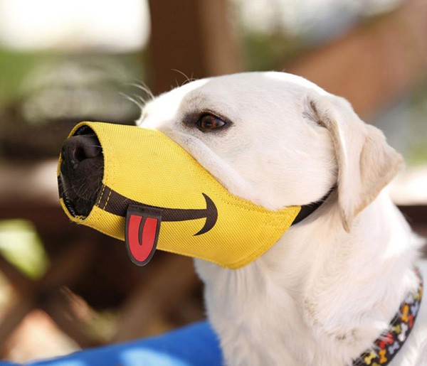 Clip bé trai sủa nghi do chó dại cắn, bác sĩ lên tiếng: Không có chuyện khi phát bệnh dại, bệnh nhân sủa như vật nuôi