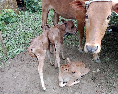 Bò mẹ sinh ba con bê hiếm gặp