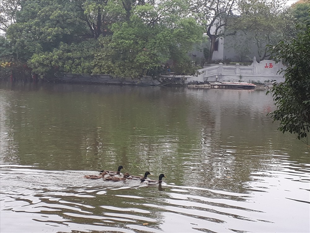 Bất ngờ xuất hiện đàn vịt trời tại hồ Gươm