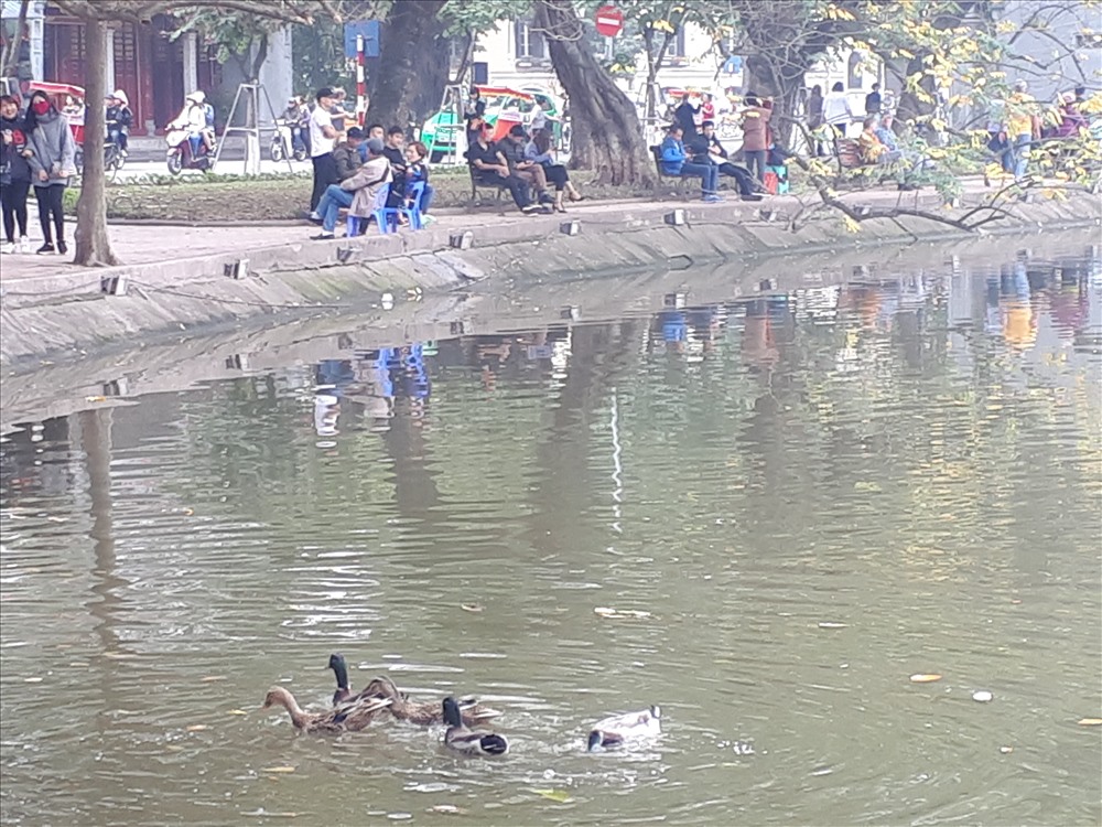Bất ngờ xuất hiện đàn vịt trời tại hồ Gươm