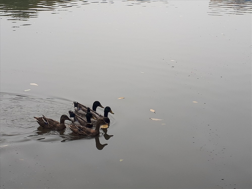 Bất ngờ xuất hiện đàn vịt trời tại hồ Gươm