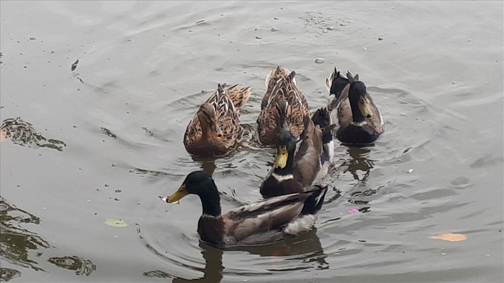 Bất ngờ xuất hiện đàn vịt trời tại hồ Gươm