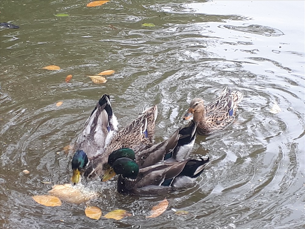 Bất ngờ xuất hiện đàn vịt trời tại hồ Gươm