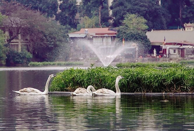 Thực hư tin đồn thiên nga hồ Thiền Quang bị cắt cánh, bẻ xương