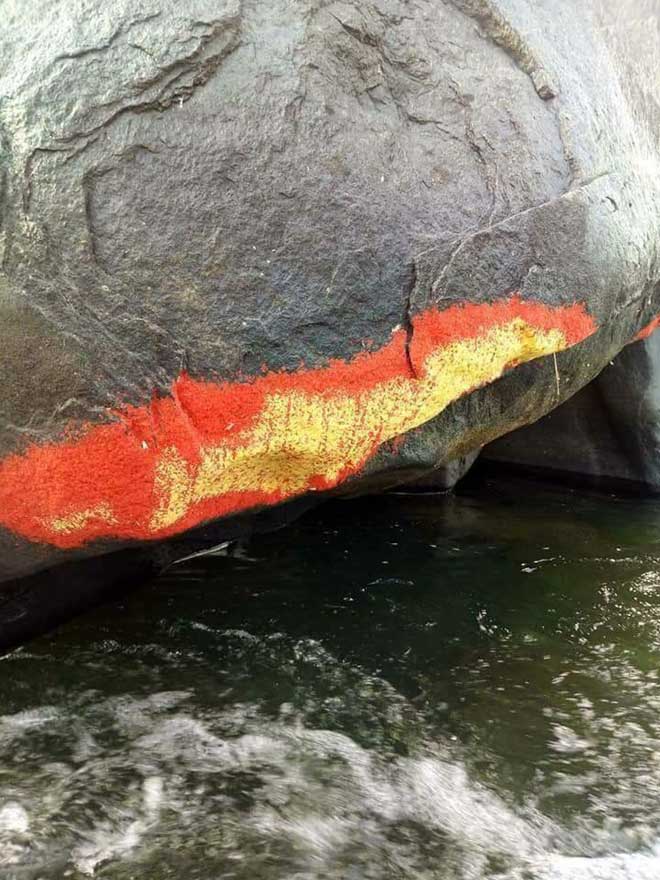 Sự thật về Tảng đá nở hoa gây xôn xao dư luận tại Quảng Nam