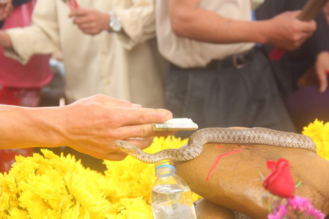 Số tiền người dân cúng cặp rắn thần tại ngôi mộ vô danh đã lên tới hàng trăm triệu