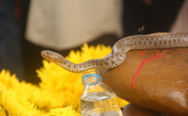 Số tiền người dân cúng cặp rắn thần tại ngôi mộ vô danh đã lên tới hàng trăm triệu