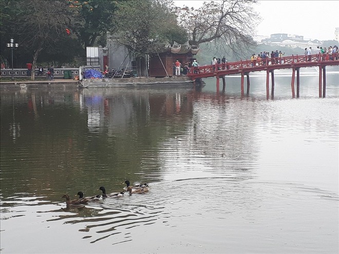 Hà Nội sẽ thông báo rộng rãi tìm chủ nhân của đàn vịt ở Hồ Gươm