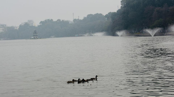 Hà Nội sẽ thông báo rộng rãi tìm chủ nhân của đàn vịt ở Hồ Gươm