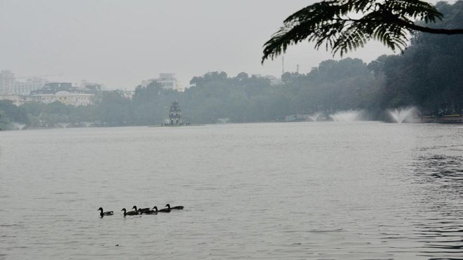 Hà Nội sẽ thông báo rộng rãi tìm chủ nhân của đàn vịt ở Hồ Gươm