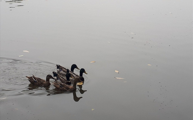 Hà Nội sẽ thông báo rộng rãi tìm chủ nhân của đàn vịt ở Hồ Gươm