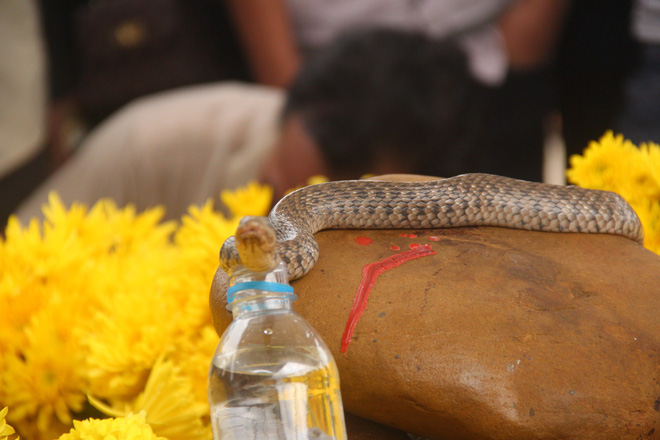 Nhiều người đi ô tô, chở theo trái cây và tiền cúng bái rắn thần trên mộ vô danh