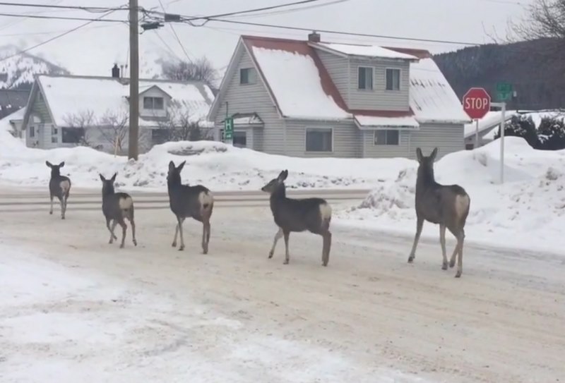 Bầy hươu biết đọc biển báo giao thông, đi trật tự hơn người