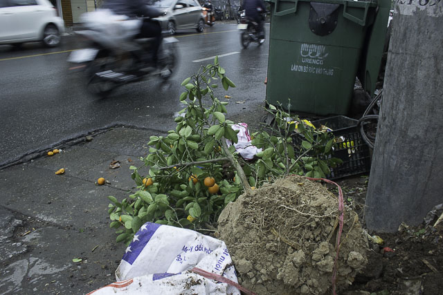 Theo chân thợ săn quất héo đi xin cây về trồng lại, đợi hái tiền