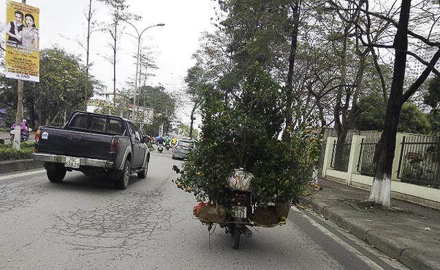 Theo chân thợ săn quất héo đi xin cây về trồng lại, đợi hái tiền