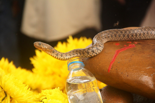 Xã cắt điện, tháo rạp thờ rắn thần ở Quảng Bình bị dân ngăn cản