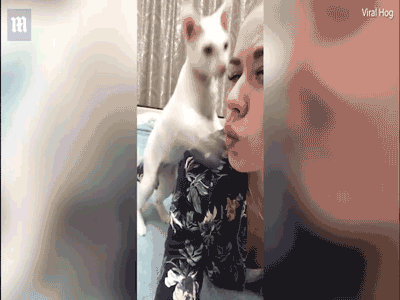 Mèo tát vào mặt cô chủ đang chụp ảnh tự sướng Mèo tát vào mặt cô chủ đang chụp ảnh tự sướng