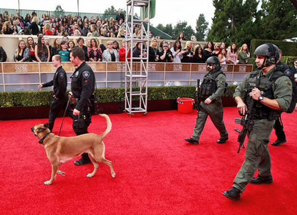 Phim về cô gái yêu thủy quái chiến thắng tại Oscar 2018