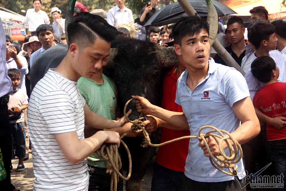 Chen chúc mua thịt trâu chọi bị chích điện để lấy may