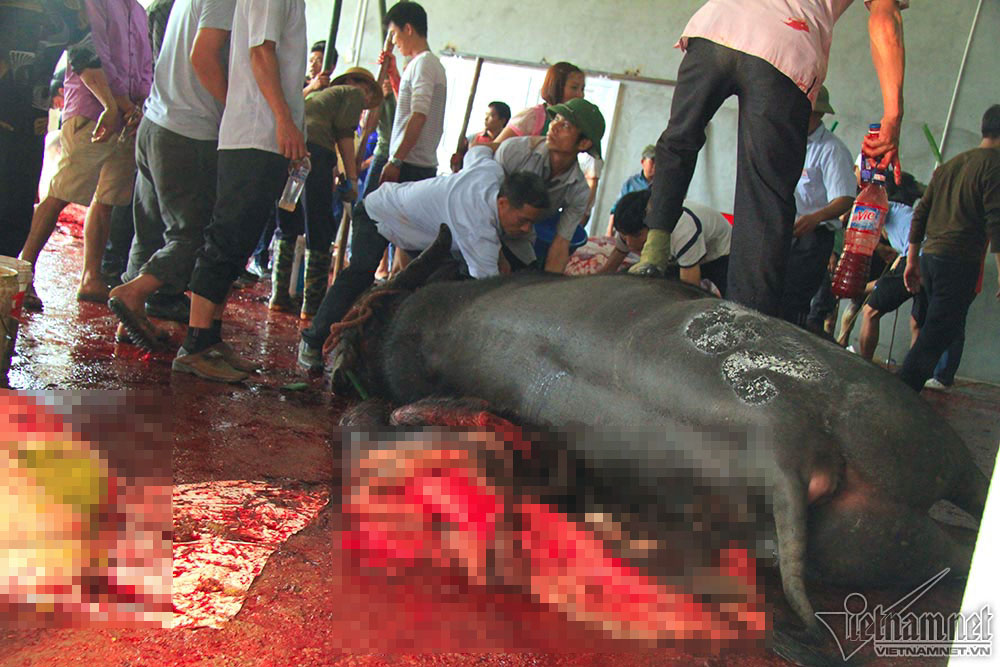 Chen chúc mua thịt trâu chọi bị chích điện để lấy may