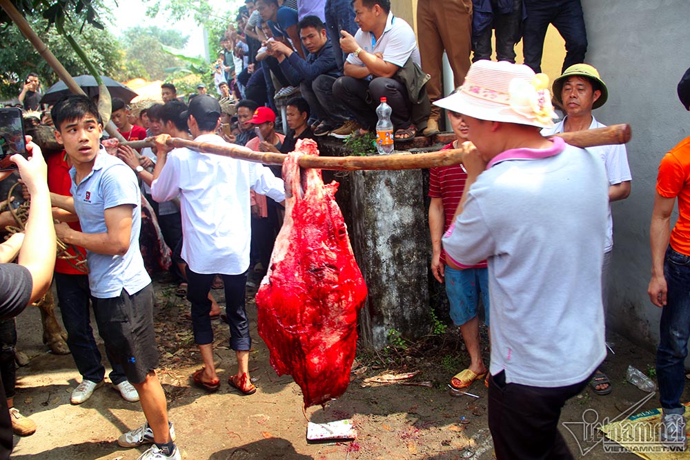 Chen chúc mua thịt trâu chọi bị chích điện để lấy may