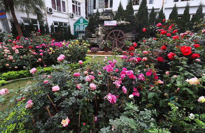 Chiem nguong ve dep muon mau cua le hoi hoa hong Bulgaria tai Ha Noi