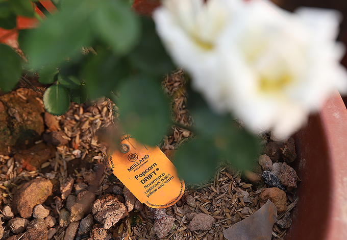 Chiem nguong ve dep muon mau cua le hoi hoa hong Bulgaria tai Ha Noi