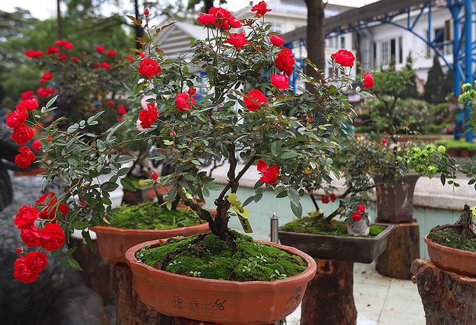 Chiem nguong ve dep muon mau cua le hoi hoa hong Bulgaria tai Ha Noi