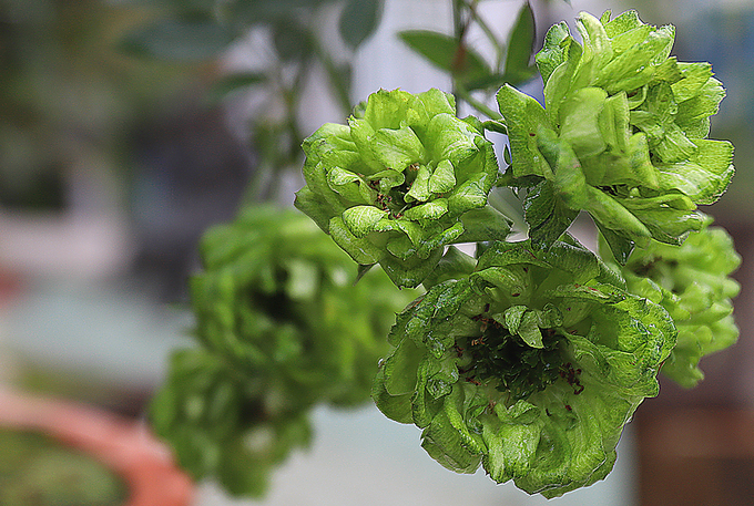 Chiem nguong ve dep muon mau cua le hoi hoa hong Bulgaria tai Ha Noi