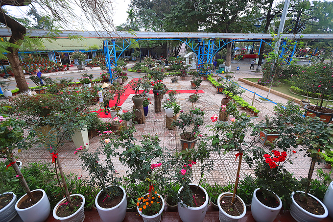 Chiem nguong ve dep muon mau cua le hoi hoa hong Bulgaria tai Ha Noi