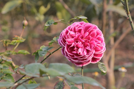 Quà 8/3: Hoa hồng khủng của cô gái 9X, giá trăm triệu đắt khách