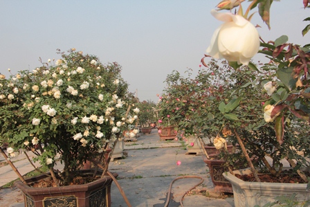Quà 8/3: Hoa hồng khủng của cô gái 9X, giá trăm triệu đắt khách Quà 8/3: Hoa hồng khủng của cô gái 9X, giá trăm triệu đắt khách