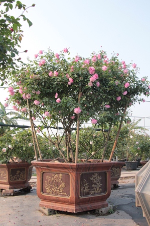 Quà 8/3: Hoa hồng khủng của cô gái 9X, giá trăm triệu đắt khách Quà 8/3: Hoa hồng khủng của cô gái 9X, giá trăm triệu đắt khách