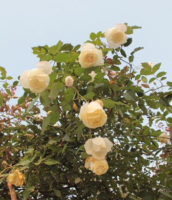 Quà 8/3: Hoa hồng khủng của cô gái 9X, giá trăm triệu đắt khách