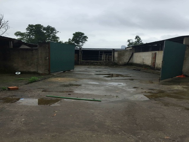 Hà Tĩnh: Đang mổ lợn, cãi nhau, cầm dao đâm chết đồng nghiệp