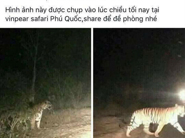 Phú Quốc bác thông tin hổ xổng chuồng tại Vinpearl Safari