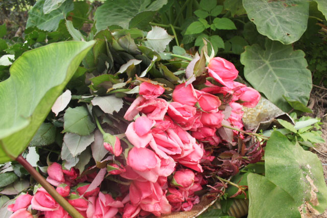 Hoa hồng dịp 8.3: Hoa vườn siêu rẻ, hoa phố vẫn đắt