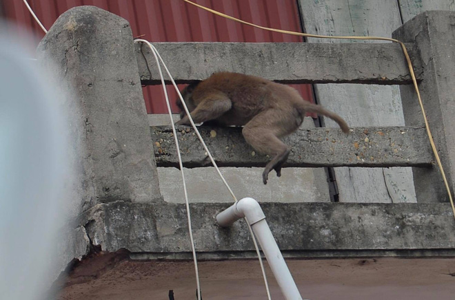 Khỉ hoang bất ngờ xuất hiện quậy phá khu dân cư ở Hà Nội